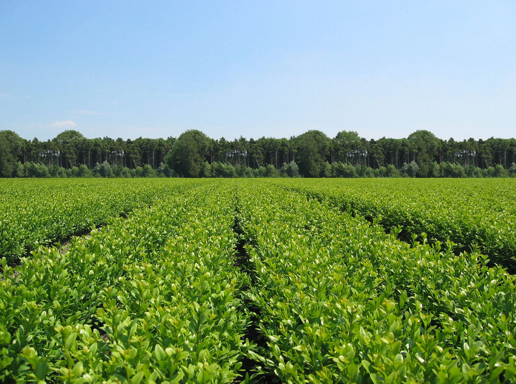 Buxus nursery